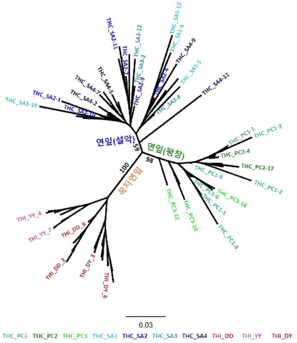 연잎꿩의다리 및 꼭지연잎꿩의다리 Maximum-likelihood 계통유연관계 분석 결과