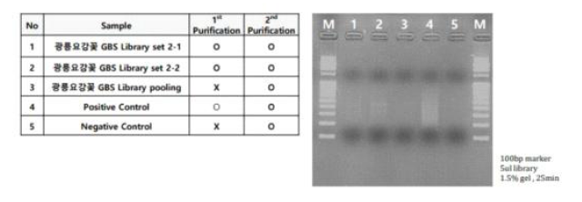 GBS library 제작을 위한 정제 확인 전기영동 결과