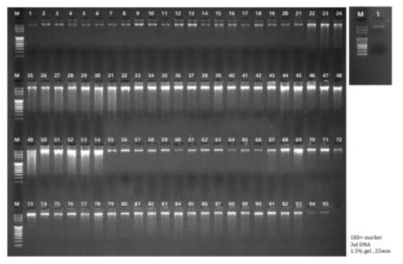 광를요강꽃 96개 샘플의 gDNA quality 확인 전기영동 결과