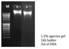 섬현호색 DNA 전기영동 결과. 1: CF_SB14. 2: CF_SB20.