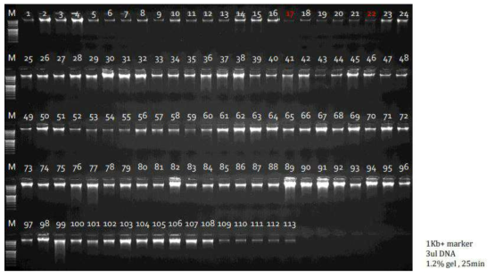 GBS 분석을 위한 섬현호색의 DNA 전기영동 결과(일부)
