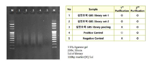 정제된 섬현호색 GBS library 전기영동 결과(일부)