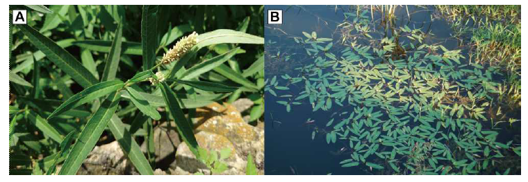 A. 물여뀌 육상형 식물체 사진 B. 물여뀌 수상형 식물체 사진 (토현저수지)
