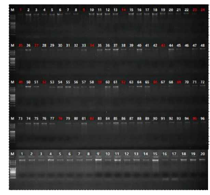 GBS 분석을 위한 물여뀌 및 근연 분류군의 gDNA quality 전기영동 결과