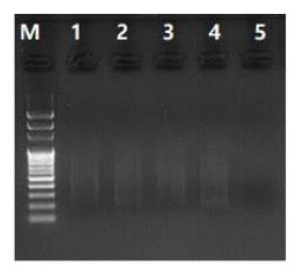 GBS library 제작을 위한 제한효소 절단과 pooling 및 PCR 생성물 전기영동 결과
