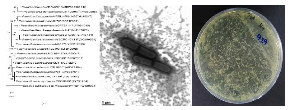 Paenibacillus agilis N4T의 근연종들과의 유연관계, 전자현미경 사진 및 agar plate 사진