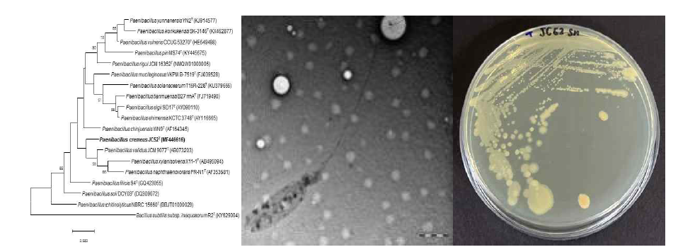 Paenibacillus cremeus JC52T의 근연종들과의 유연관계, 전자현미경 사진 및 agar plate 사진