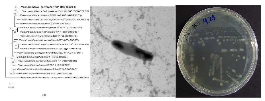 Paenibacillus terricola PR3T의 근연종들과의 유연관계, 전자현미경 사진 및 agar plate 사진