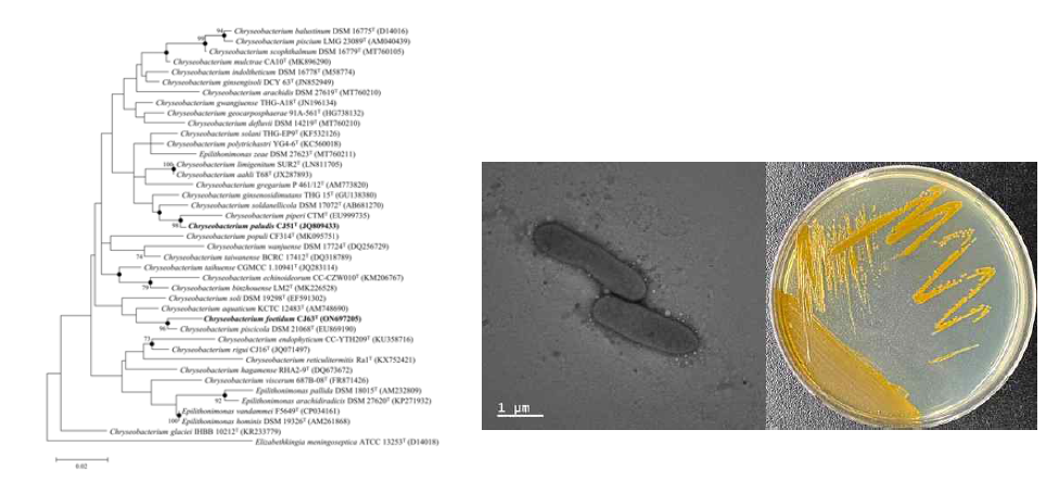 Chryseobacterium foetidum CJ63T의 근연종들과의 유연관계, 전자현미경 사진 및 agar plate 사진