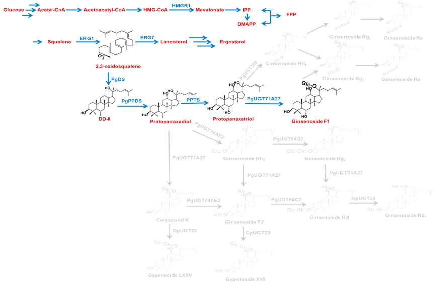 진세노사이드 생합성 대사경로 분석 및 대사회로 재설계
