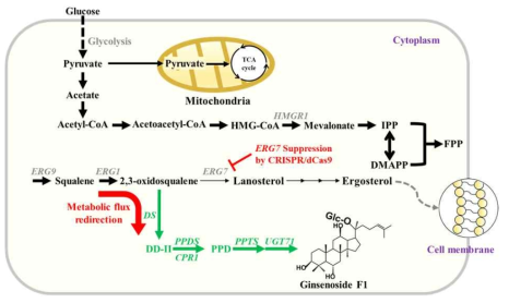 /Cas9 및 CRISPR/dCas9 기반 진세노사이드 생합성 대사경로 재설계