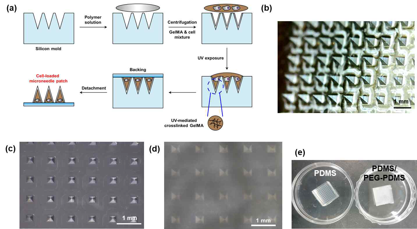 a) 세포 탑재 용해성 마이크로니들 제작 도식도. (b) 마이크로니들 positive stainless steel mold 광학 현미경 사진. (c) PDMS negative silicon mold 광학 현미경 사진. (d) PDMS/PEG-PDMS negative silicon mold 현미경 사진. (e) PDMS와 PDMS/PEG-PDMS silicon mold 사진