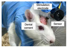 초음파 센서와 뇌 자극용 전극 패키징이 완료된 쥐의 모습