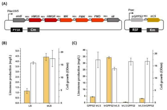 프로바이오틱스 E. coli Nissle 1917 균주에서의 리모넨 생산 (A) 리모넨 생합성 경로 구축에 사용된 플라스미드 (B) LS 효소의 시그널 펩타이드 절단 효과 확인을 위한 플라스크 수준의 배양 (C) GPPS2 효소의 시그널 펩타이드 절단 효과 확인 및 플라스미드 최적화