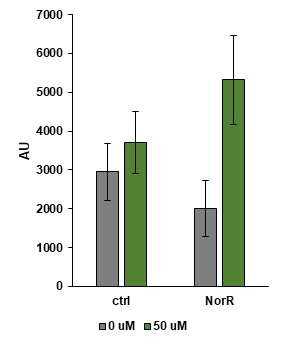 GFP 형광단백질을 통한 일산화질소 감지 시스템 효율 시험 결과