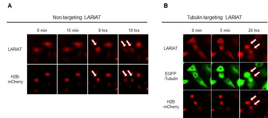 Tubulin-targeting LARIAT을 이용한 세포 분열 억제