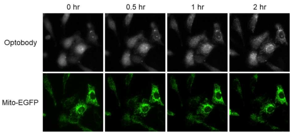 Optobody 활성화에 따른 세포 내 mito-EGFP 와의 결합 형성