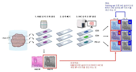 면역조직화학(IHC) 염색 슬라이드 영상획득을 위한 실험방법