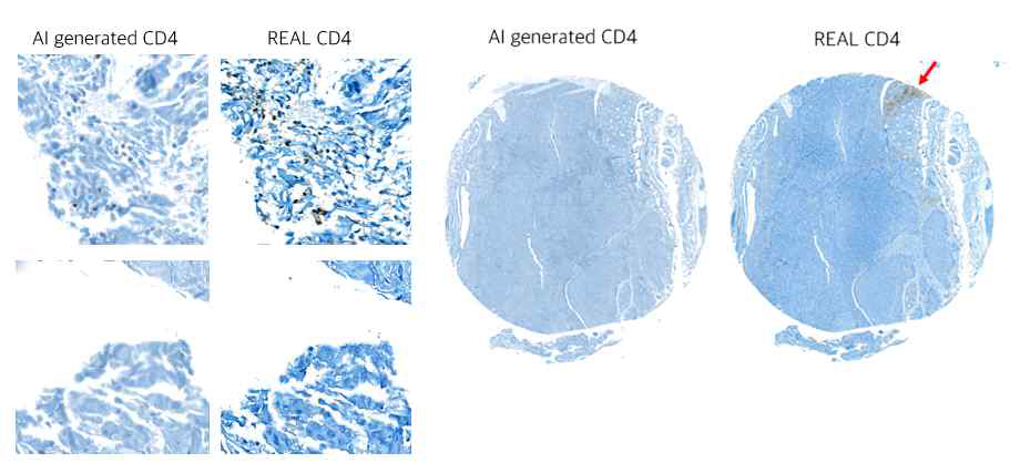 CD4를 이용하여 확보한 영상들