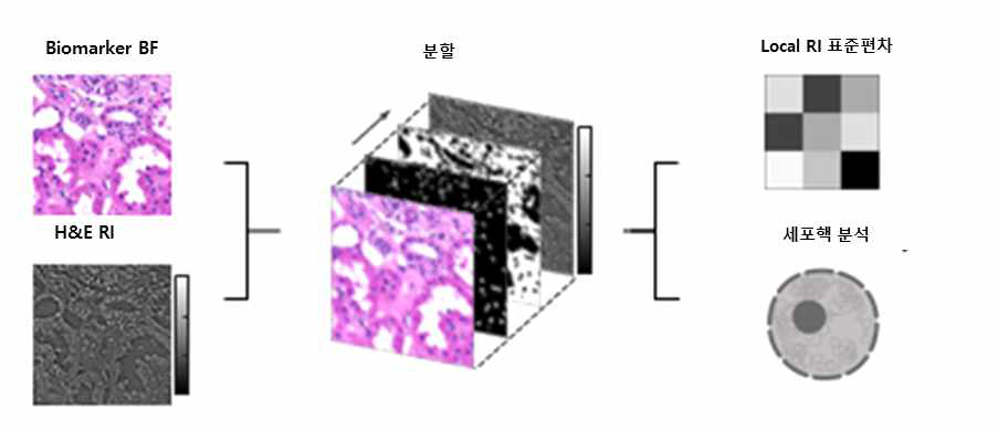 굴절률(RI) 영상과 명시야(BF) 영상의 가상 염색 플랫폼 알고리즘