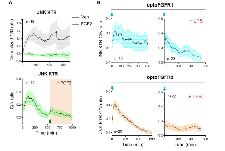 In vitro 별 아교 세포 내 optoFGFR1, optoFGFR3 활성화에 따른 JNK 신호전달 경로 측정