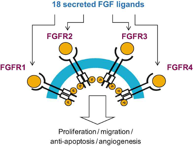 FGF에 의해 활성화되는 FGFR 세포 신호 전달 체계 (Pike., Cancer II. Springer)