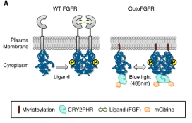 야생형(wild type) FGFR과 optoFGFR의 구조 및 작동원