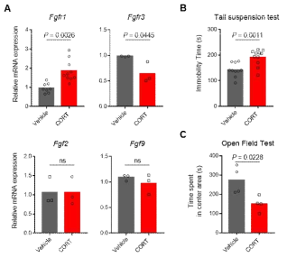 우울증 모델 쥐 해마 내 FGF 및 FGFR 발현 변화 확인. A. 우울증 모델 쥐 해마 내 FGFR1, FGFR3, FGF2 및 FGF9의 발현 변화를 나타내고 있다. 대조군(vehicle)에 비해 우울증 실험군(CORT)에서 FGFR1의 발현은 증가하고 FGFR3의 발현은 감소 하였음을 확인할 수 있다. B. 우울증 증상을 수치화하기 위한 tail suspension test의 결과. C. 쥐의 불안 수준(anxiety level)을 측 정한 open field test 결과