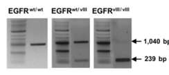 EGFRv3 mutation을 생성한 논문에서의 검증과정