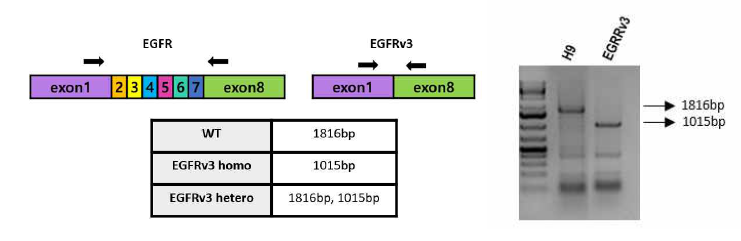 CRISPR/Cas9 system을 이용한 EGFRv3 mutation cell line 합성 및 검증