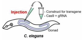 C. elegans에서의 형질전환 및 낙아웃