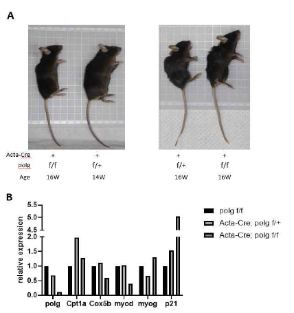 조직특이적 노화가속동물모델 (A) Polgf/f;Acta1-Cre 마우스의 초기 형태 (B) qPCR을 통한 Polg 및 근육 대사관련 유전자 발현 확인