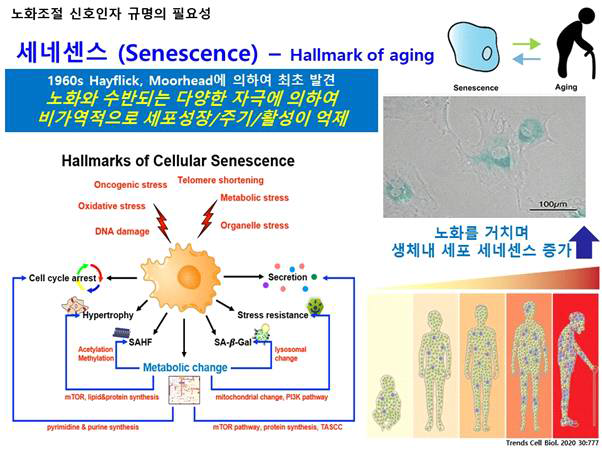 세네센스 제어의 노화 생물학적 중요성