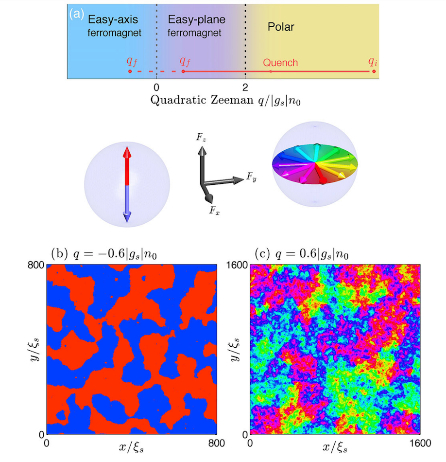 (a) 스핀-1 스피너 응집체의 이계 지만 에너지에(q) 대한 상 그림. 임계값 qc을 기점으로 polar상(〈F〉=0)과 강자성상 (〈F〉=1) 이 나뉘게 된다. 강자성의 경우에도 easy-plane 강자성1과 easy-axis 강자성2으로 나뉜다. 상 그림 하단에는 각 강자성의 질서 변수 공간을 나타낸다. (b) Easy-axis 상(q<0)에서의 긴 시간 이후의 조대화 동역학. 스핀 1/-1의 자기 도메인이 형성됨을 확인 할 수 있다. (c) Easy-plane 상에서의 긴 시간 이후의 조대화 동역학. 도메인 사이에 양자 소용돌이가 형성되며, 조대화동역학에 영향을 미친다