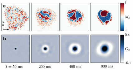  Easy-axis 강자성 상에서의 조대화 동역학. a, 자기 도메인의 이차원 분포. 담금질 된 이후 초기 시간에는 (50 ms) 매우 작은 미세한 도메인들이 형성되며, 이후 긴 시간 동안 (200-800ms) 조대화 동역학이 일어난다. b, 자기 도메인의 스핀 상관관계 함수. 반대 스핀의 자기 도메인에 의해 음의 상관관계를 보인다
