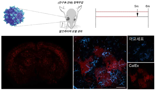 알츠하이머 모델 생쥐 뇌 전반에 세포 내 칼슘을 낮추는 단백질 발현을 유도함