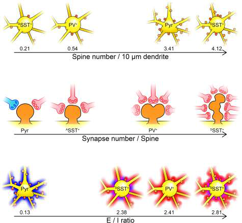 pyramidal neuron과 억제성 뉴런인 PV, SST 발현 neuron으로 유입하는 시냅스 구조 및 구성 특징에 대한 요약 결과. 흥분성 뉴런은 세포체 근처에 주로 억제성 시냅스를 형성하는 반면, 억제성 뉴런은 주로 흥분성 시냅스를 받고 있음을 확인하였음. 억제성 뉴런 중에서 SST(소마토스타틴)을 발현하는 신경세포의 경우 다수의 신경돌기(spine)을 보유하고 있음을 확인함