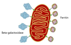 Scheme of model proteins displayed on Mitochondria membrane