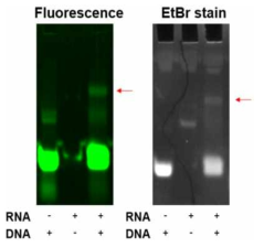 Y-ligation test