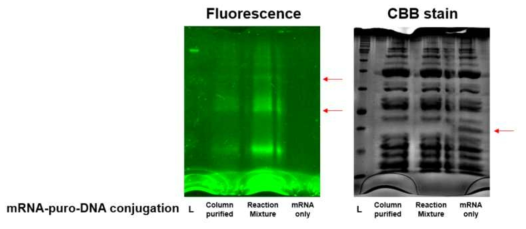 in vitro 번역 후 DNA, RNA와 단백질의 결합 확인