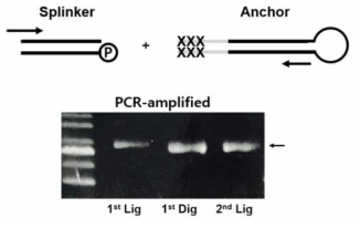 Hairpin primer를 이용한 Ligation 후 PCR 증폭