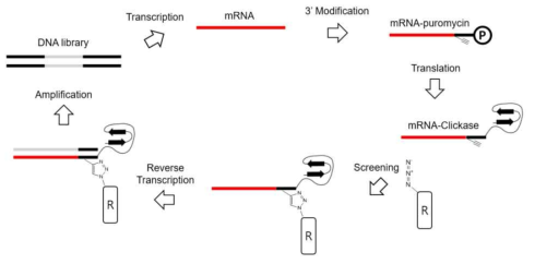 Clickase 개발을 위한 개량된 mRNA Display 시스템의 모식도