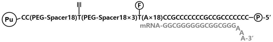 Y-ligation을 위한 alkyne-containing DNA primer sequence