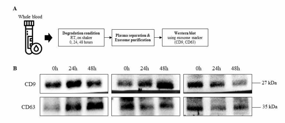 Sustained expression of exosome surface proteins in plasma exosomes of healthy donors