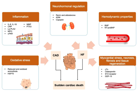 관상동맥질환 및 심부전 관련 생체표지자들. 급성심장사는 허혈성 심장 손상의 결과로 잘 알려져 있지만, 허혈성 손상부터 사망까지는 수많은 생체표지자들이 발현 증가 또는 감소되며, 이들은 다양한 형태의 복합체로 세포 바깥으로 분리, 혈장 및 체액에 분포하게 됨