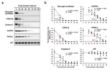 근육조직을 이용한 사후경과시간 추정. 사망 후 96시간까지 근육조직 내 다양한 효소, 종양인자, 하우스키핑 유전자 발현은 종류에 따라 급속히 또는 지속적으로 감소하는 것을 확인 할 수 있음