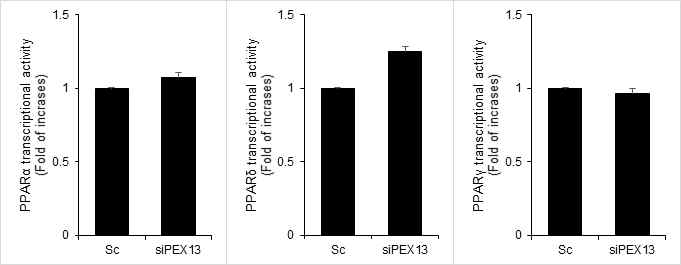 HeLa 세포주에서 PEX13 발현 조절에 따른 PPARα 및 PPARγ, PPARδ의 전사 활성 변화 확인