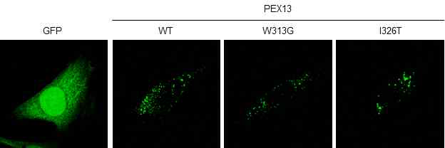 PEX13의 야생형 및 mutants (I326T, W313G)의 발현 확인