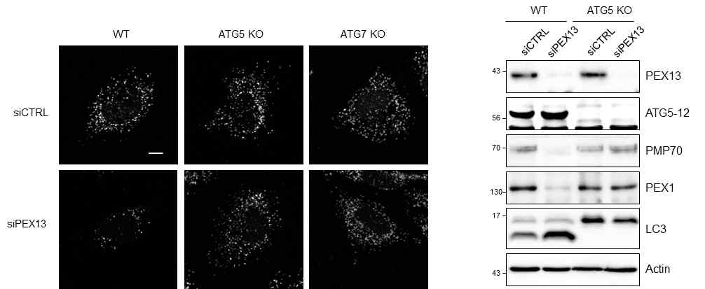 HeLa WT 및 ATG5, ATG7 KO 세포주에서 PEX13 발현 조절을 통한 펙소파지 조절 기능 검증