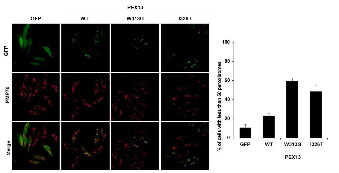 PEX13 야생형 및 돌연변이 과발현을 통한 퍼옥시좀 변화 확인